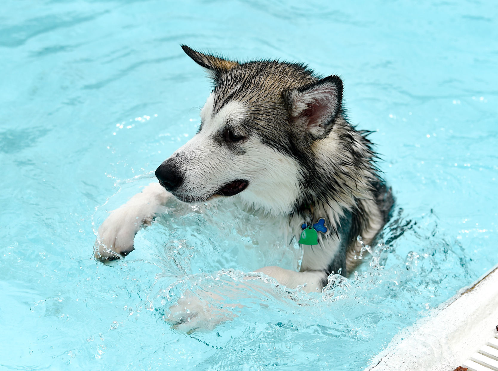 082919-bet-doggysplash-109a.JPG